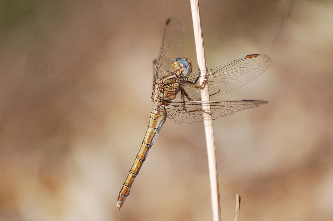 Sympetrum fonscolombii ?